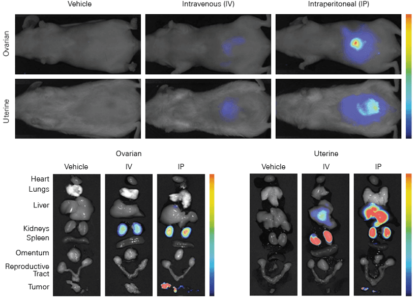 biodistribution of siRNA delivery system