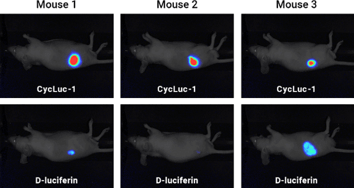 3 mouse experiment D-luciferin and Cycluc-1