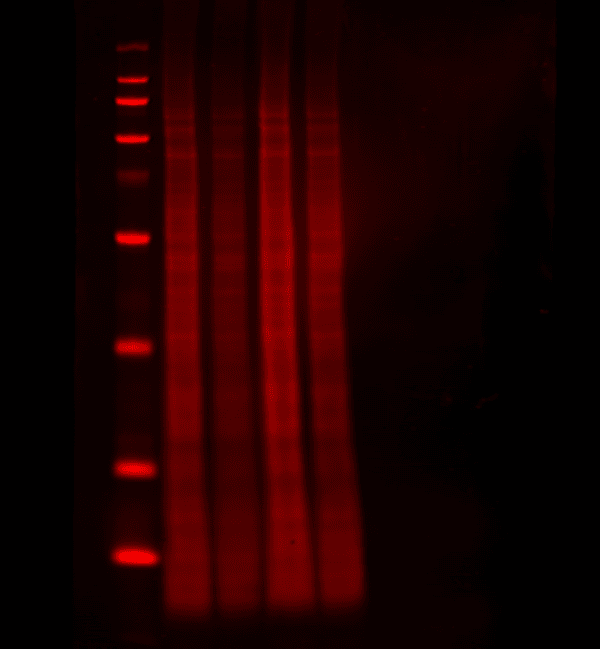 700nm Western Blot