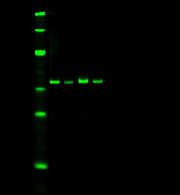 800nm Western Blot