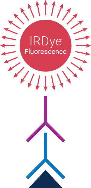 nirf secondary antibody