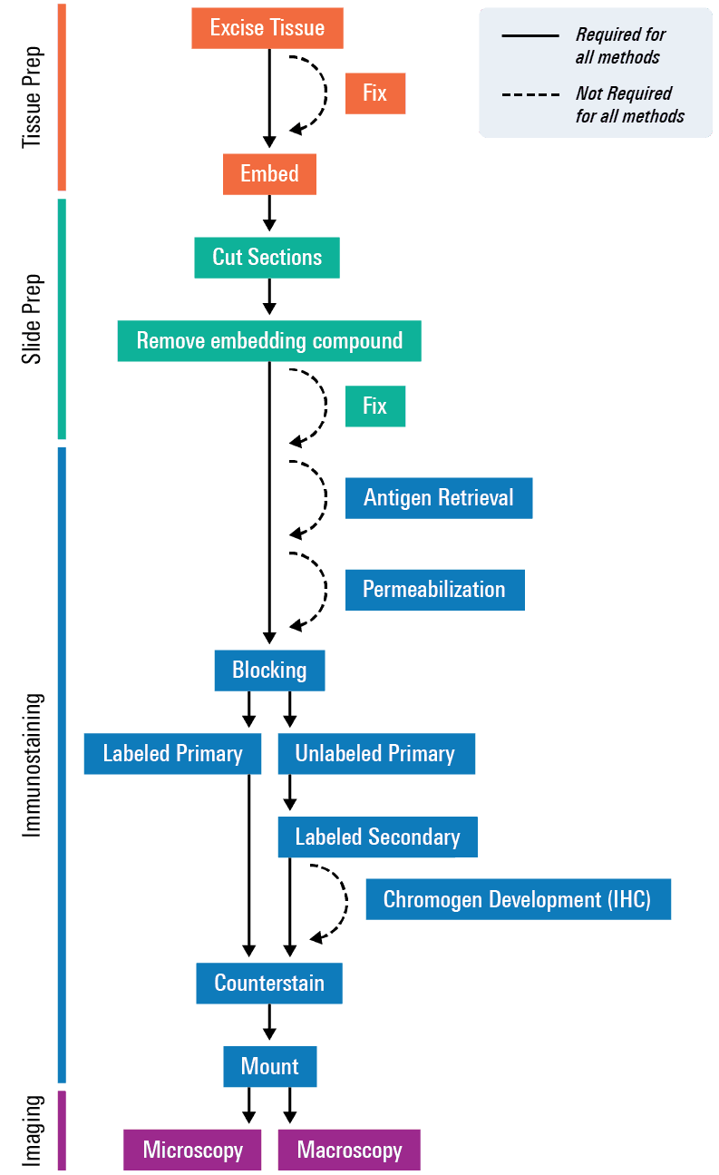 Tissue section flowchart