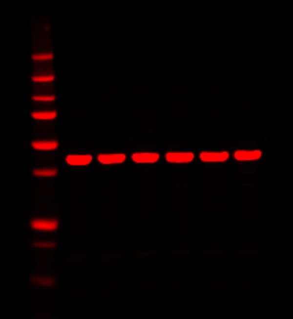 700nm Western Blot