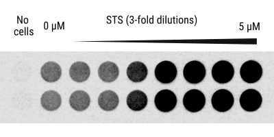 figure 1b