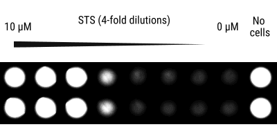 figure 1b