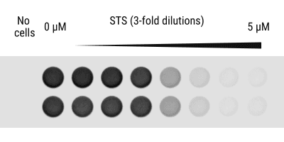 figure 1b