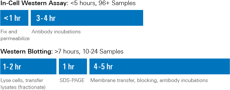 ICW and Western Blotting Time Comparison