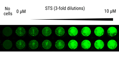 figure 1b