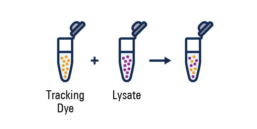 tracking dye + lysate