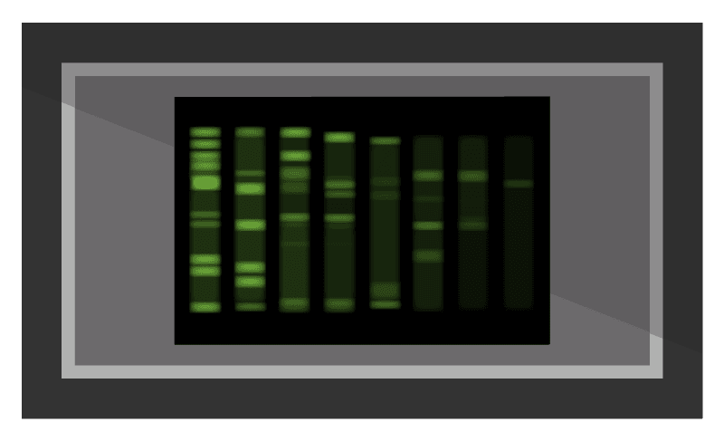 gel viewing illustration