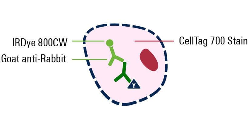 secondary antibody added