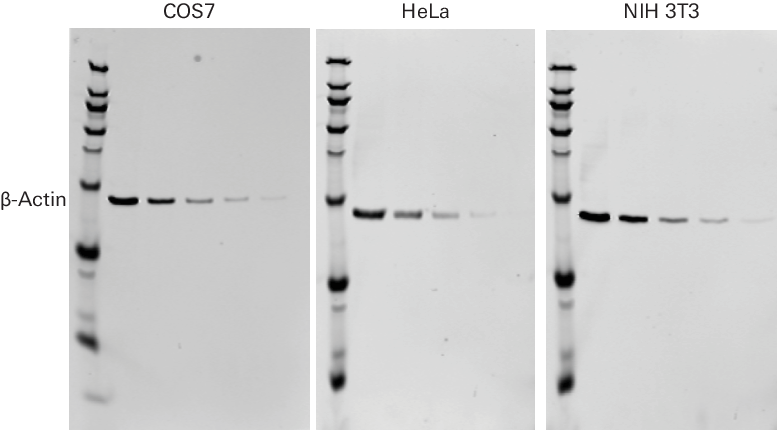 β-Actin Rabbit Monoclonal Antibody